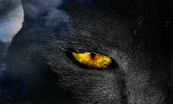 电影《妖猫传》再曝剧照将王朝荼蘼面纱轻揭一角