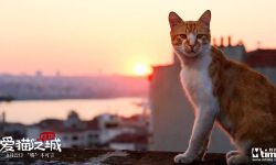 《爱猫之城》终极预告片 萌力值爆表