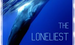纪录片《最孤独的鲸：寻找52》：聚焦52赫兹鲸的海洋传说