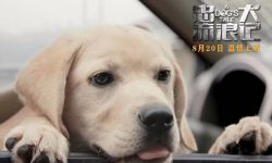 中国版“忠犬八公” 电影《忠犬流浪记》定档8月20日
