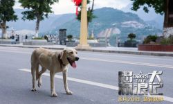 电影《忠犬流浪记》主题曲MV上线 浓浓人狗情引广泛共鸣