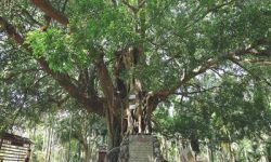 海南本土题材电影《南溟奇缘之爱情树》公映，是对地方历史题材进行创新呈现的一次有益探索