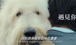 田中圭主演狗狗电影 《嗷呜》发布中文版预告片，9月29日在中国香港上映