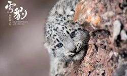 电影《雪豹和她的朋友们》：用影像来保护自然，为整个地球谋福祉