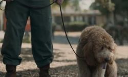 《化学课》发布片段， 布丽·拉尔森结识巨型贵宾犬