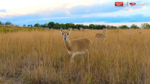 D:/A 威联/熊猫奇遇记2/稿件/12.5/EP02播前预热稿件配图-北京卫视/普氏原羚.jpg普氏原羚