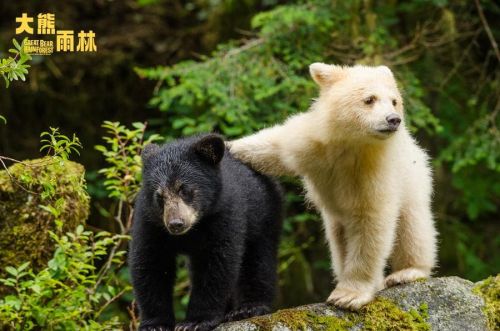 D:/360MoveData/Users/Administrator/Desktop/GBR_21_BlackWhiteBearSiblings.jpgGBR_21_BlackWhiteBearSiblings